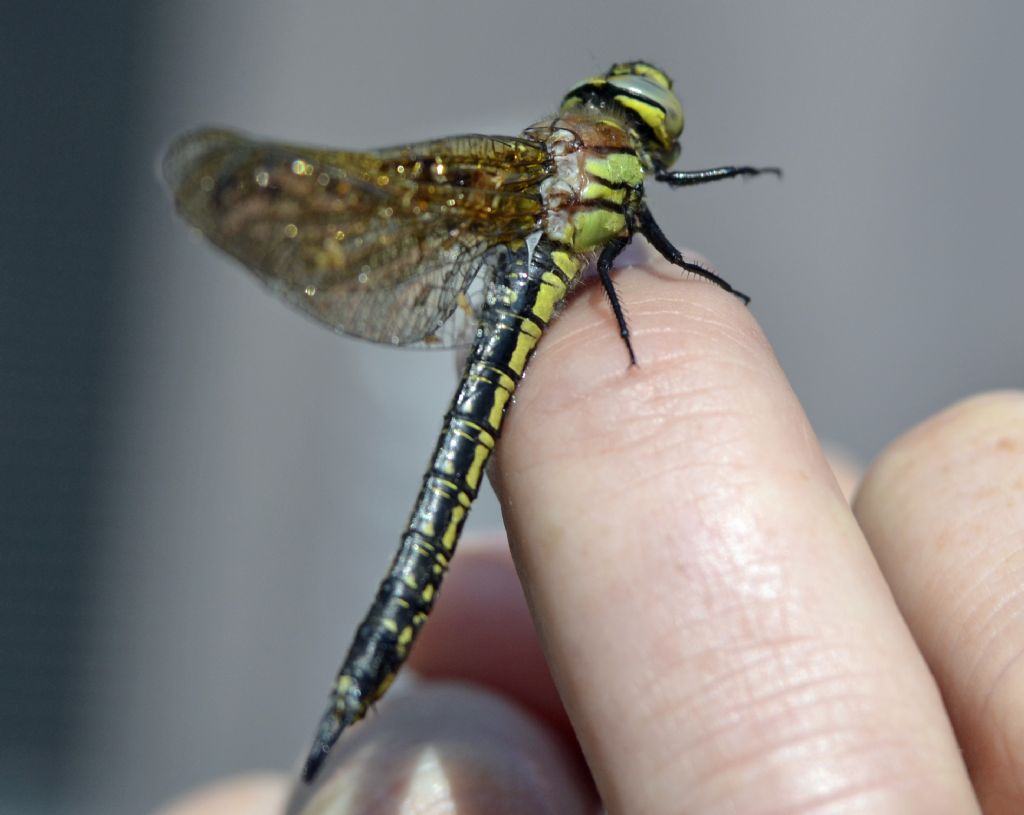 Brachytron pratense femmina?